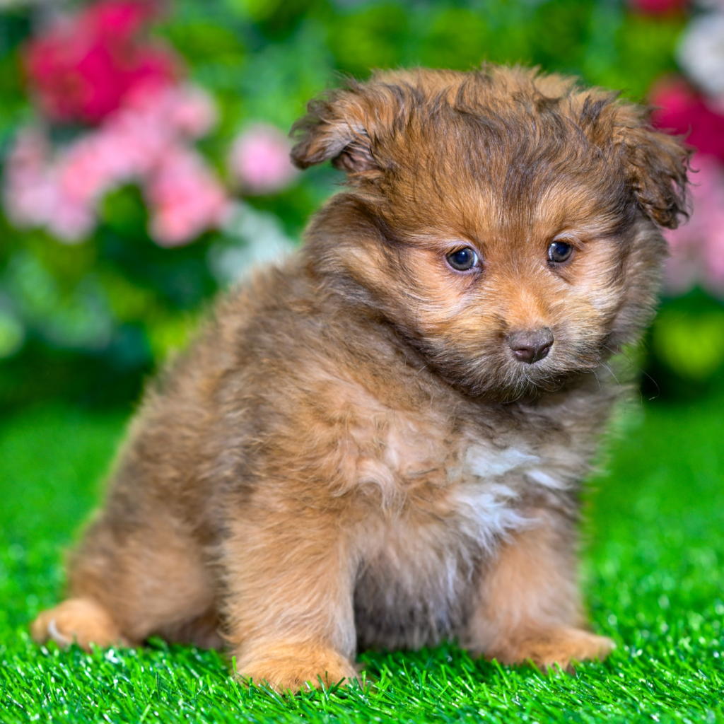 Puppy breeders in Toulouse
