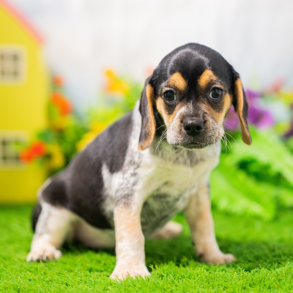 Licensed pet stores in ibenik