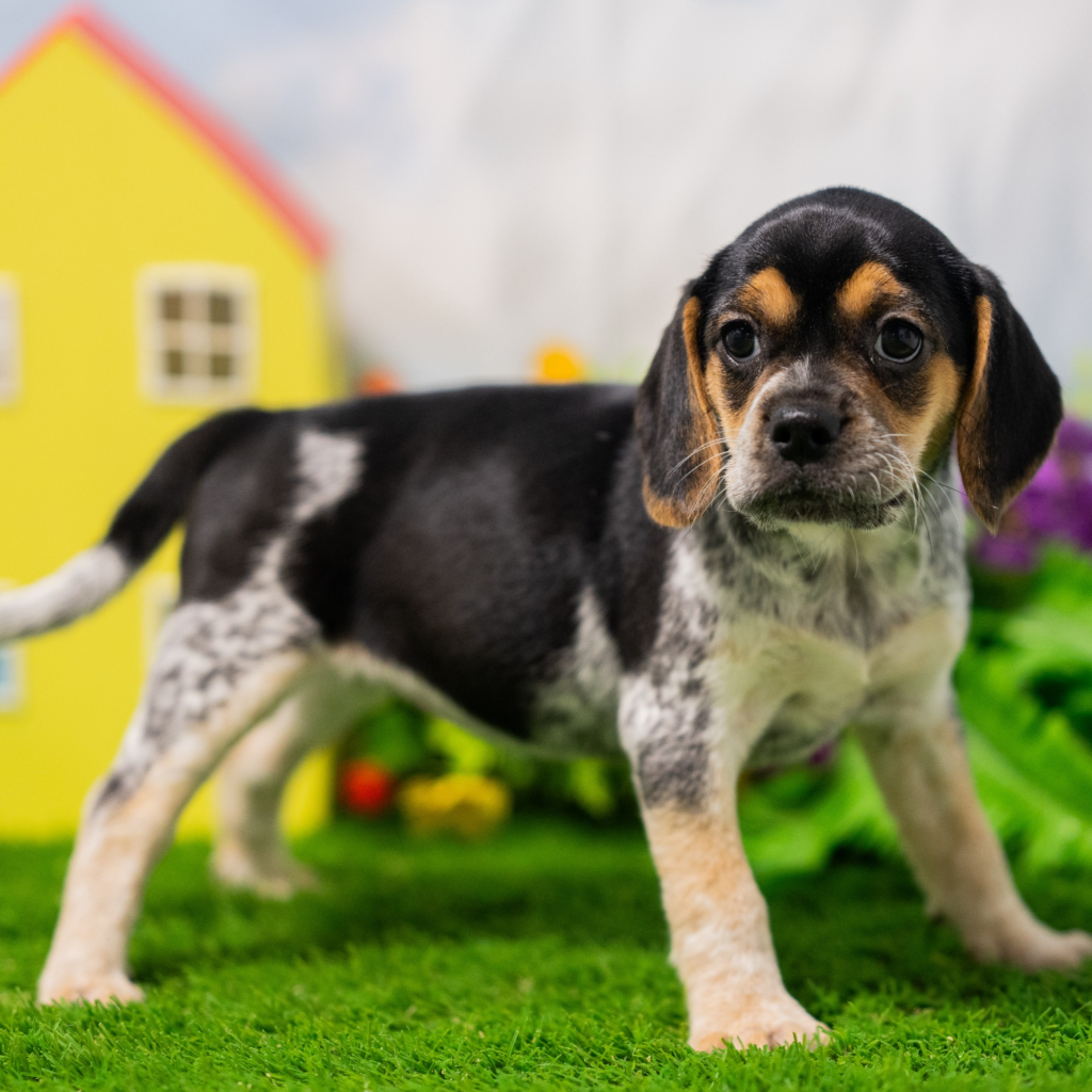 Best dog store in León
