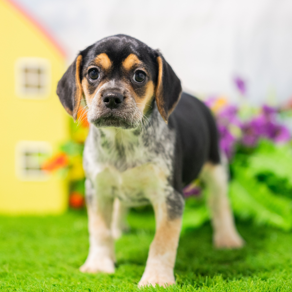 Licensed pet stores Arraiján in District