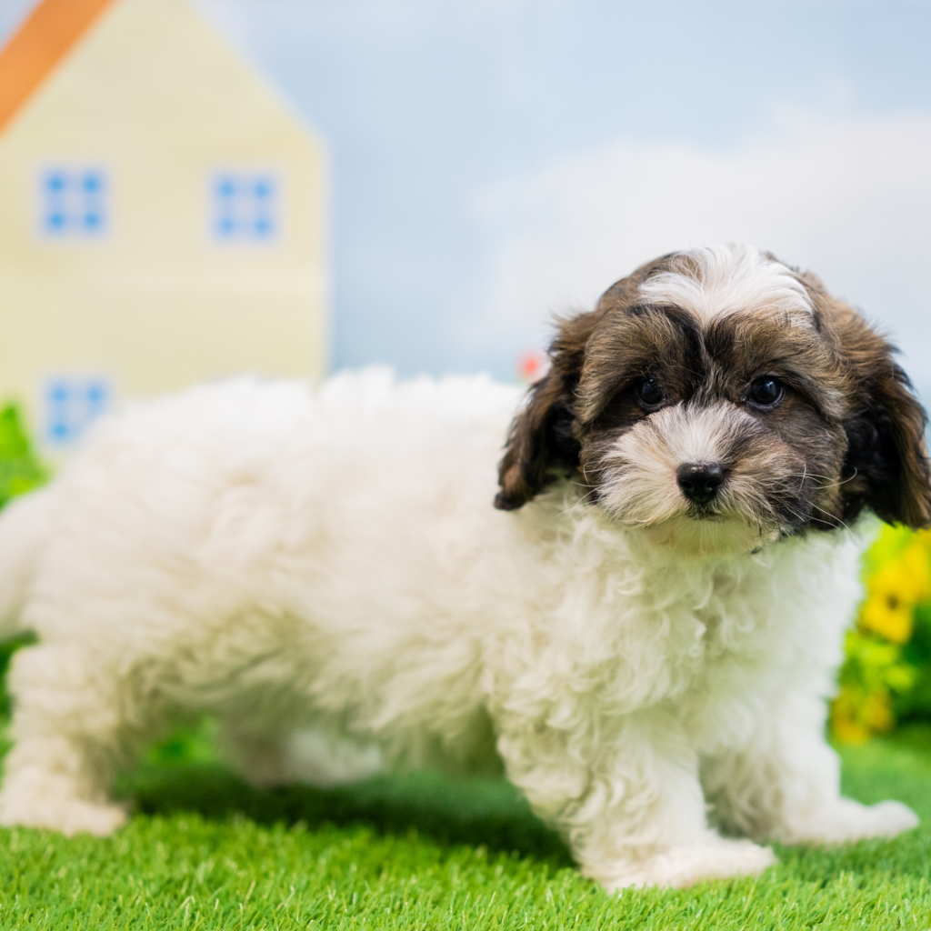 Discover puppies in Perth