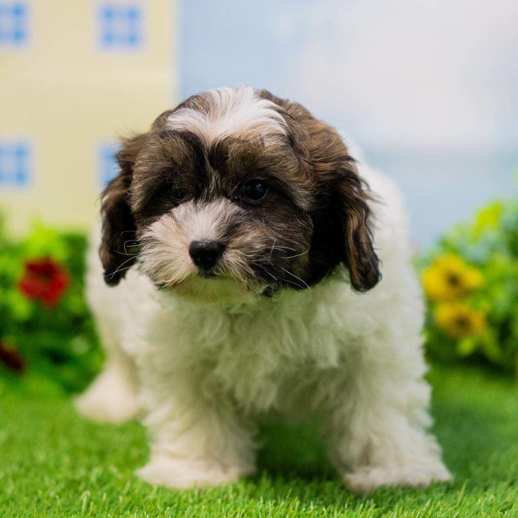 Puppy breeders in Jerusalem