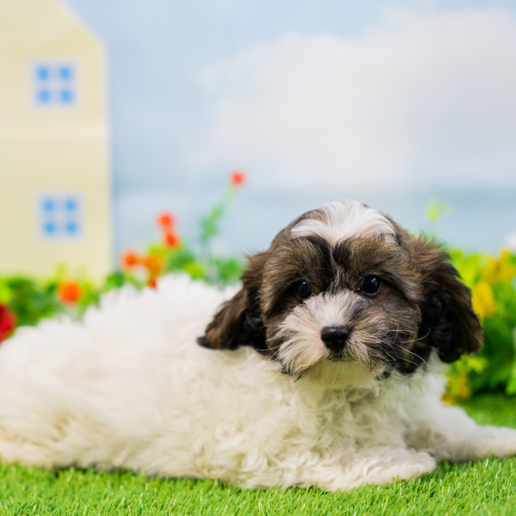 Licensed pet stores in Kawaguchi