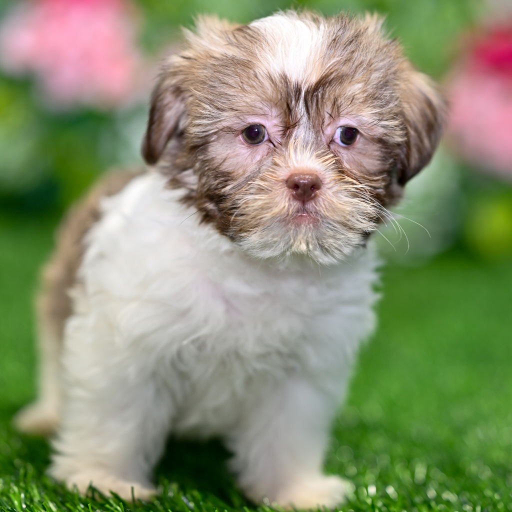 Find puppies shop in Cardiff