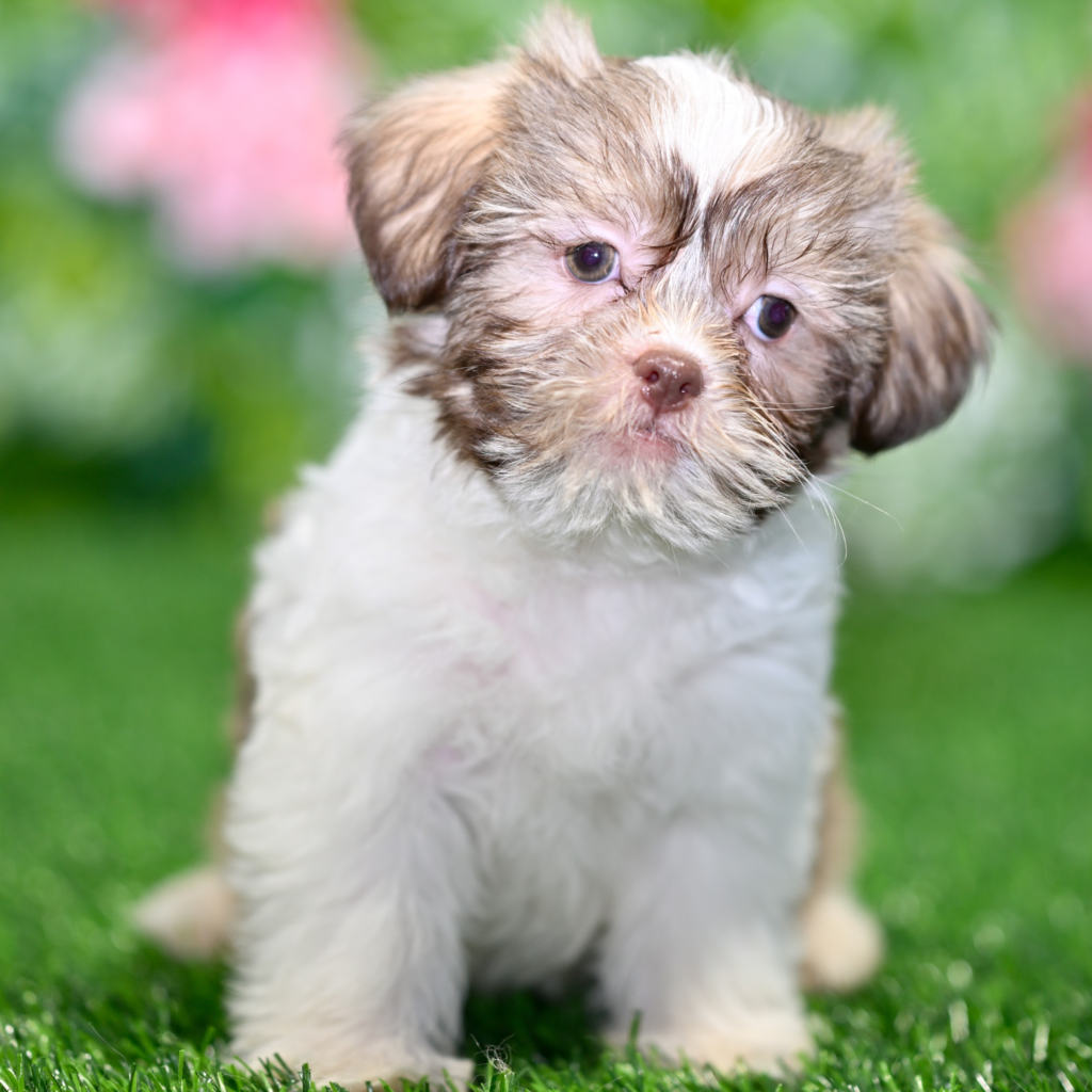 Puppy breeders in Batam