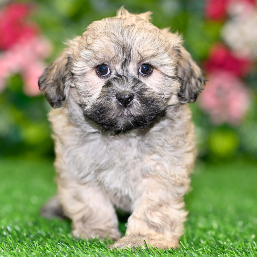 Certified dog breeders in Rome