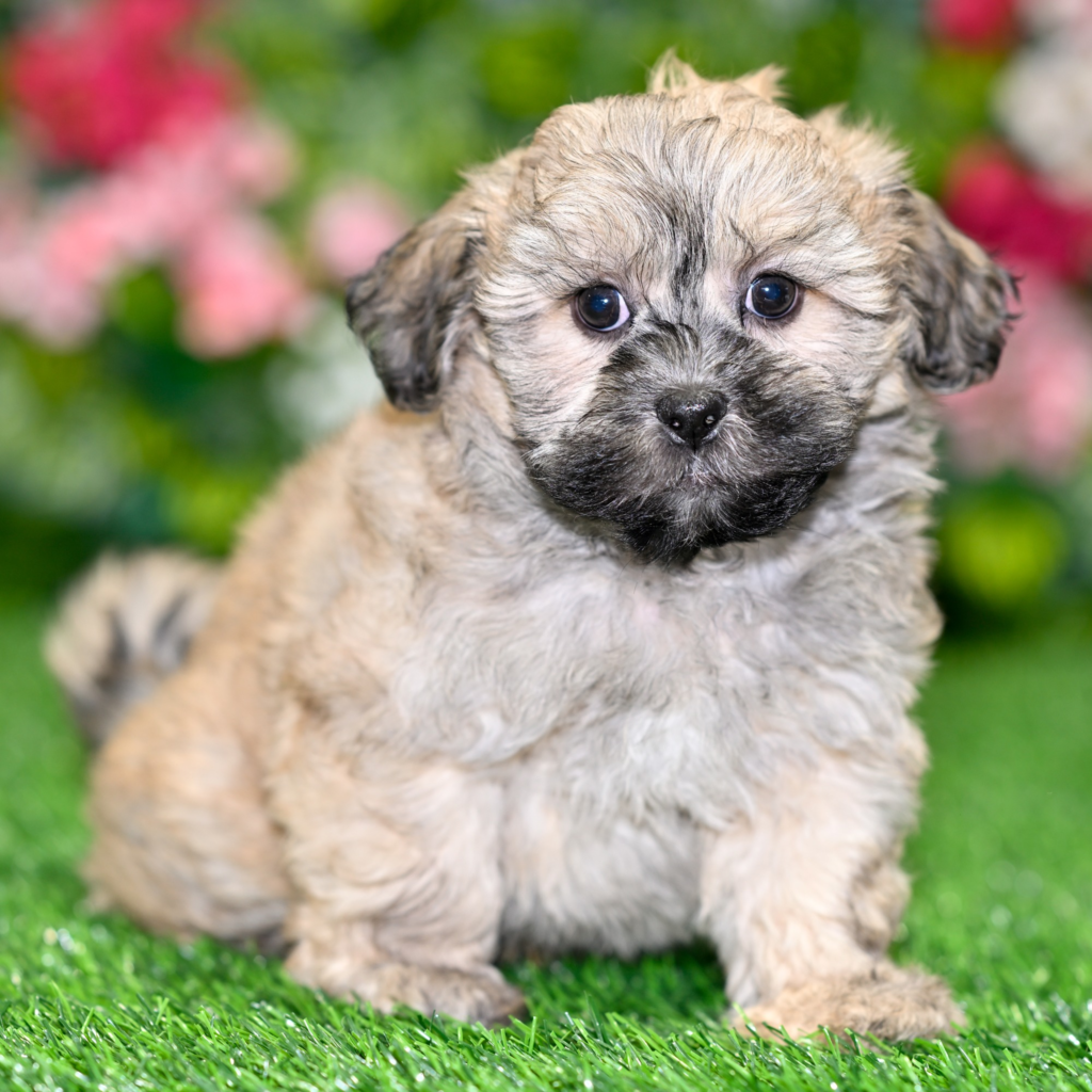 Find puppies shop in Amiens