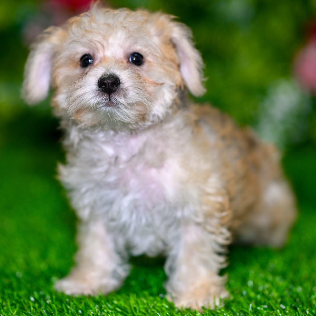 Best dog store in Miri