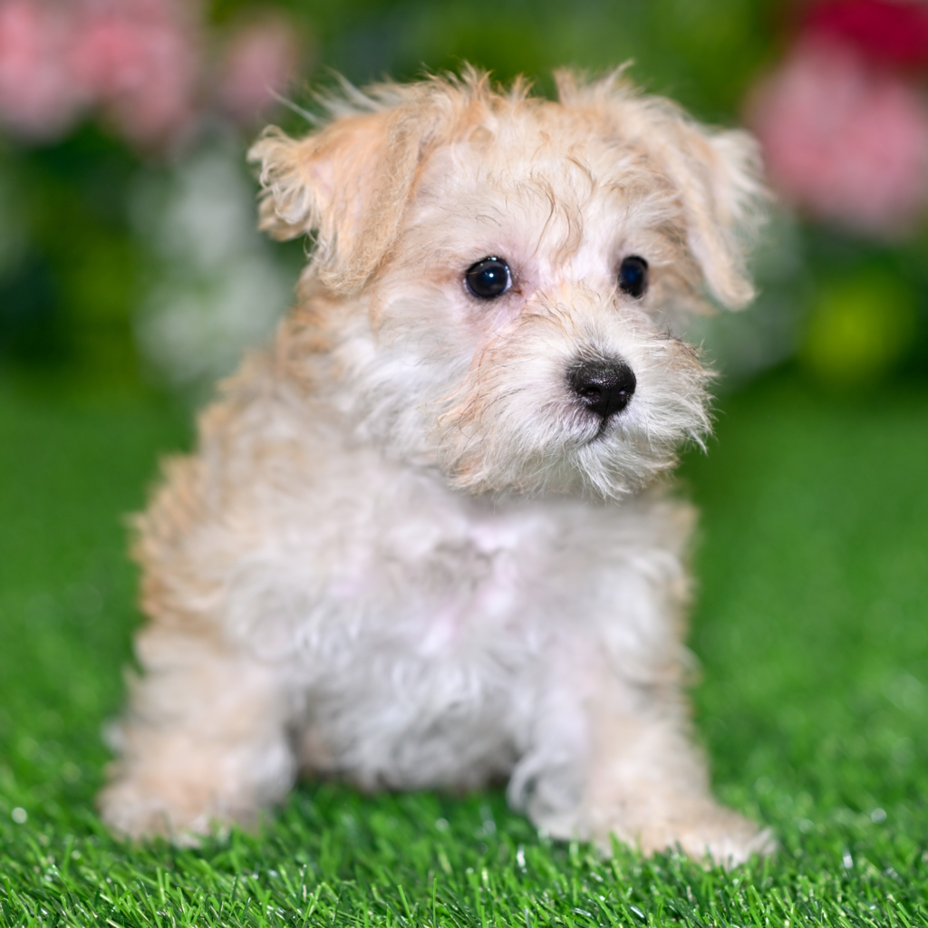Where to buy puppies in Hermosillo