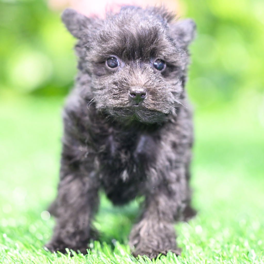 Licensed pet stores in Zapopan