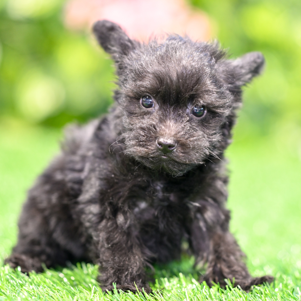 Pet shops near me in Saltillo