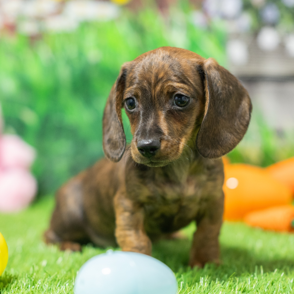 Certified dog breeders in Morelia