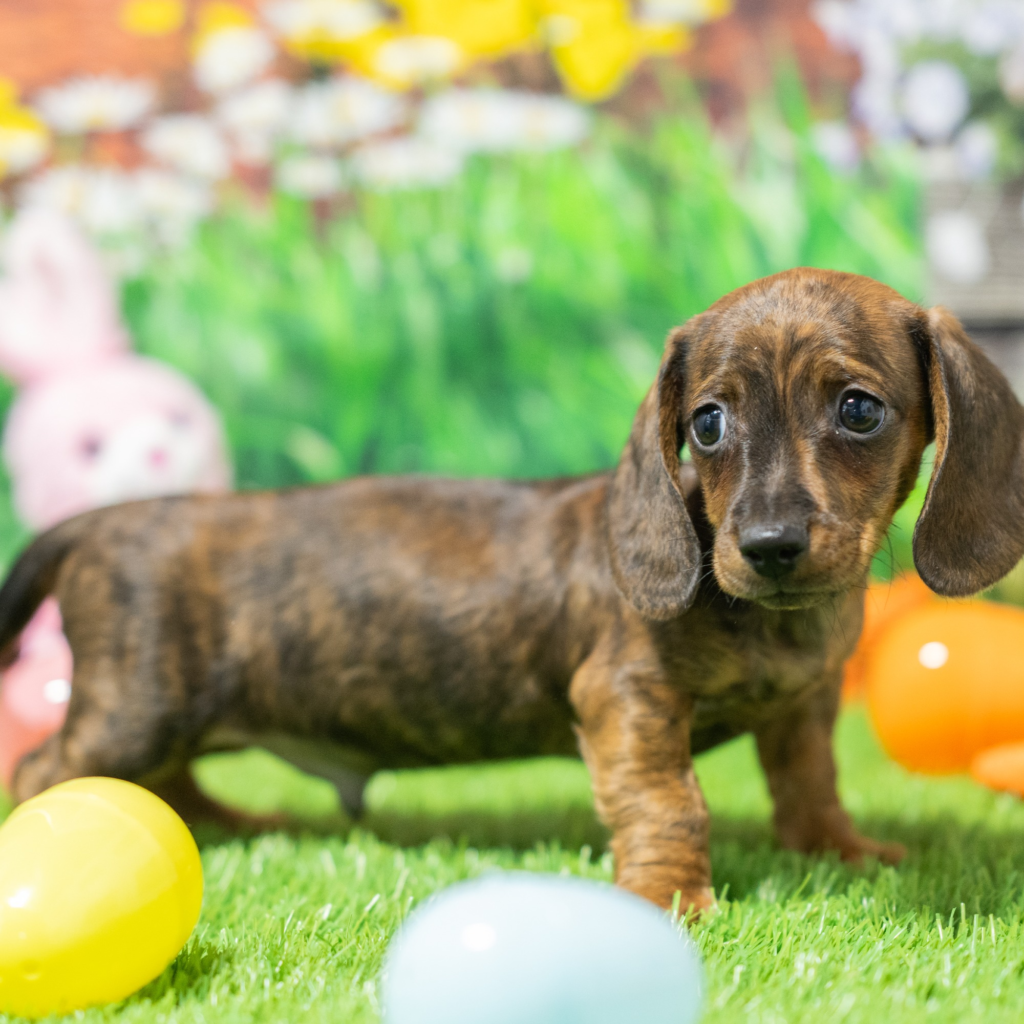 Where to buy dogs in Aguascalientes