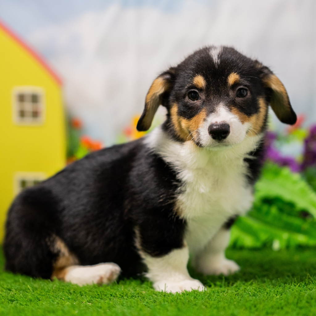 Discover puppies in Pachuca