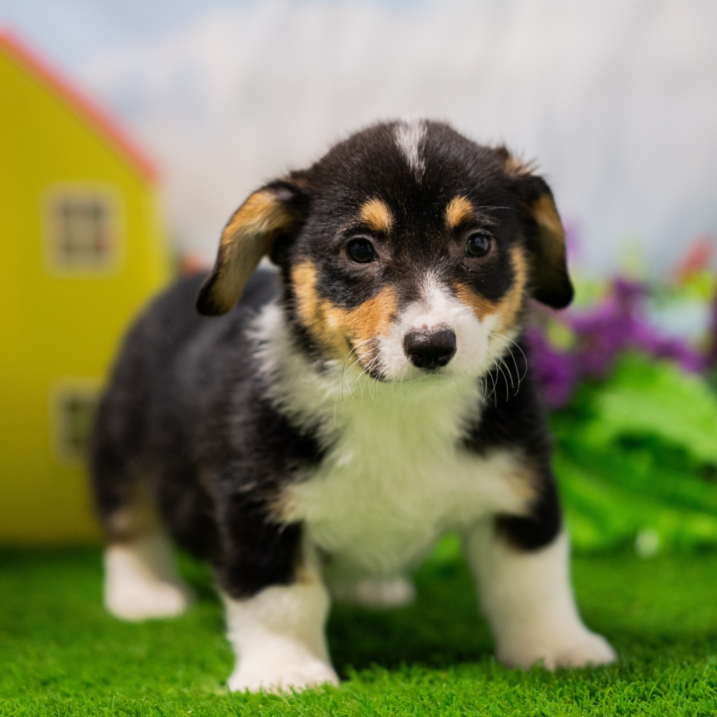 Puppy breeders in Holon