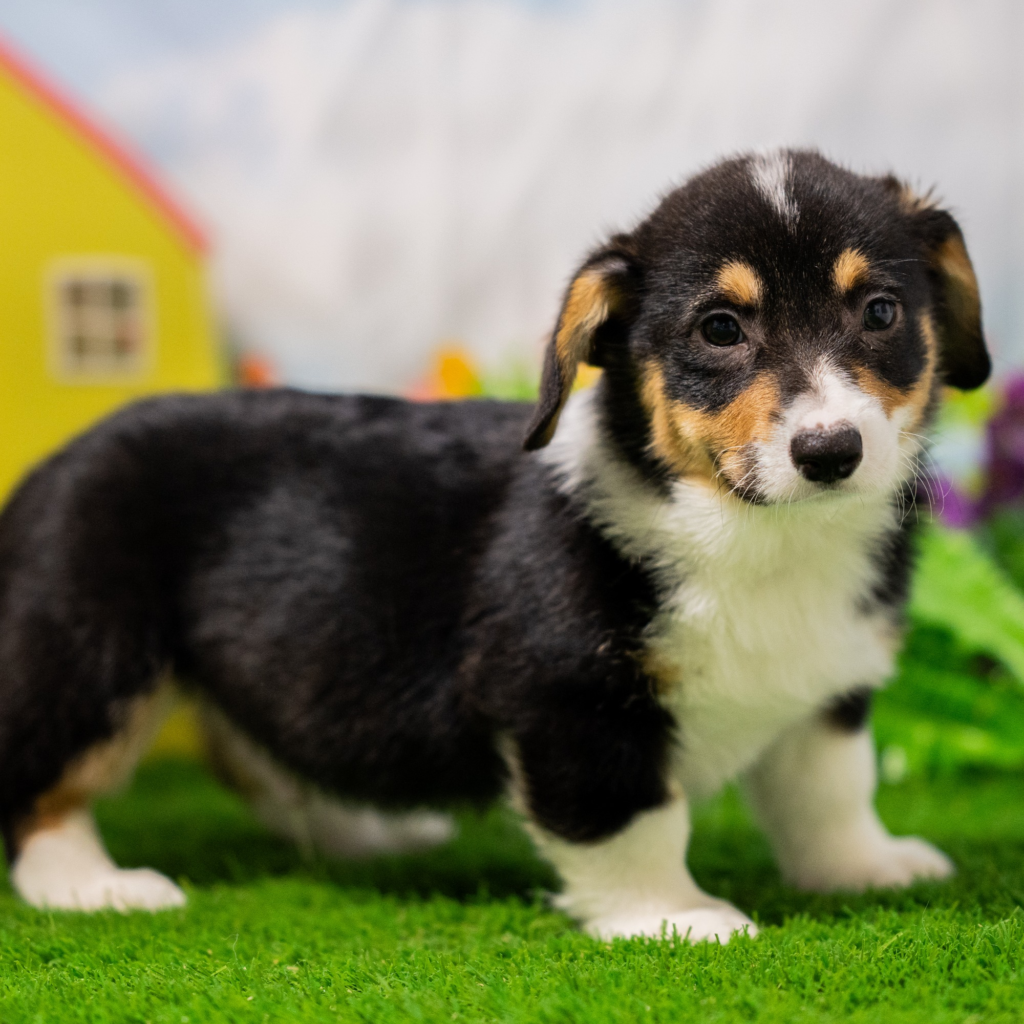 Cheap Dogs for Sale in Nepal: A Responsible Guide for Future Dog Owners