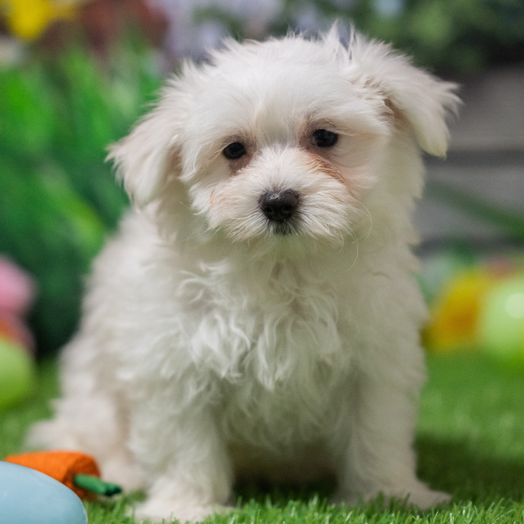 Best dog store in Salem