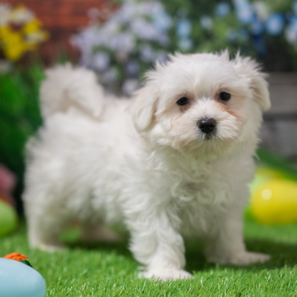 Find puppies shop in Tiraspol