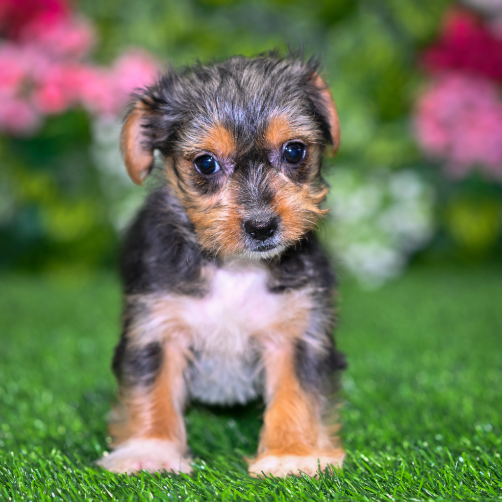 Find puppies shop in Kagoshima