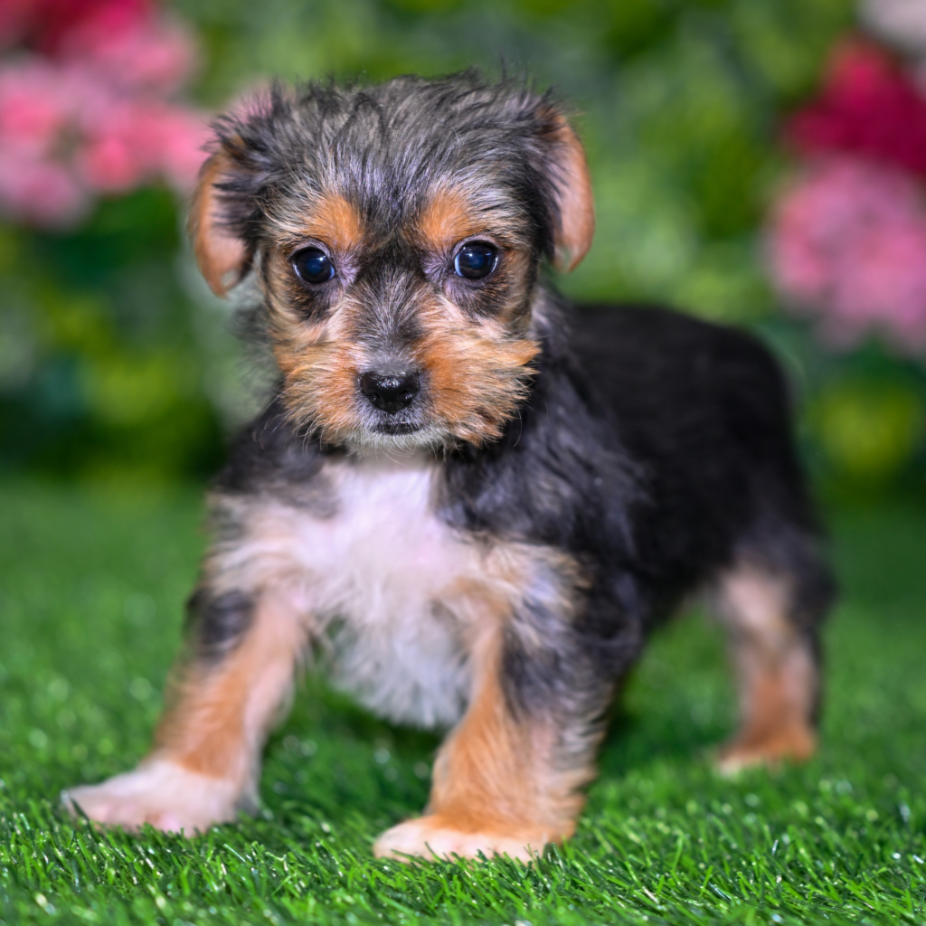 Best dog store in Lviv